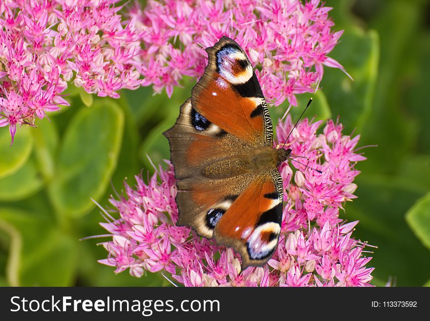 Butterfly, Insect, Nectar, Brush Footed Butterfly