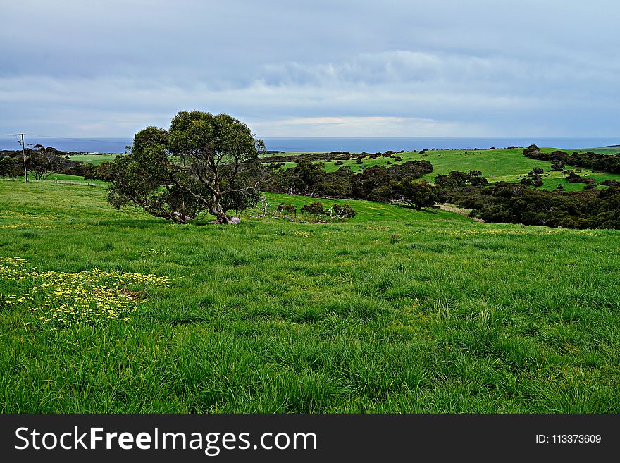 Grassland, Vegetation, Sky, Pasture