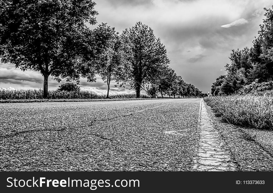 Road, Tree, Sky, Black And White