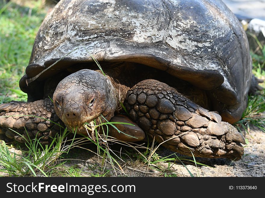 Tortoise, Turtle, Terrestrial Animal, Reptile