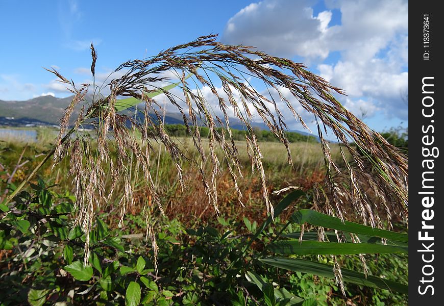 Ecosystem, Plant, Vegetation, Grass Family