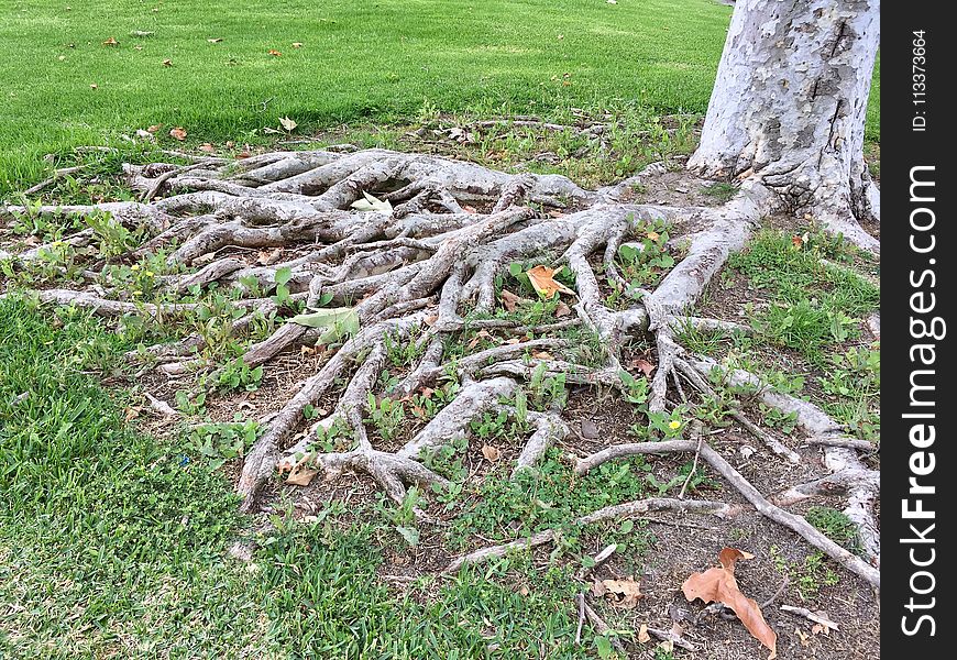 Root, Tree, Grass, Plant