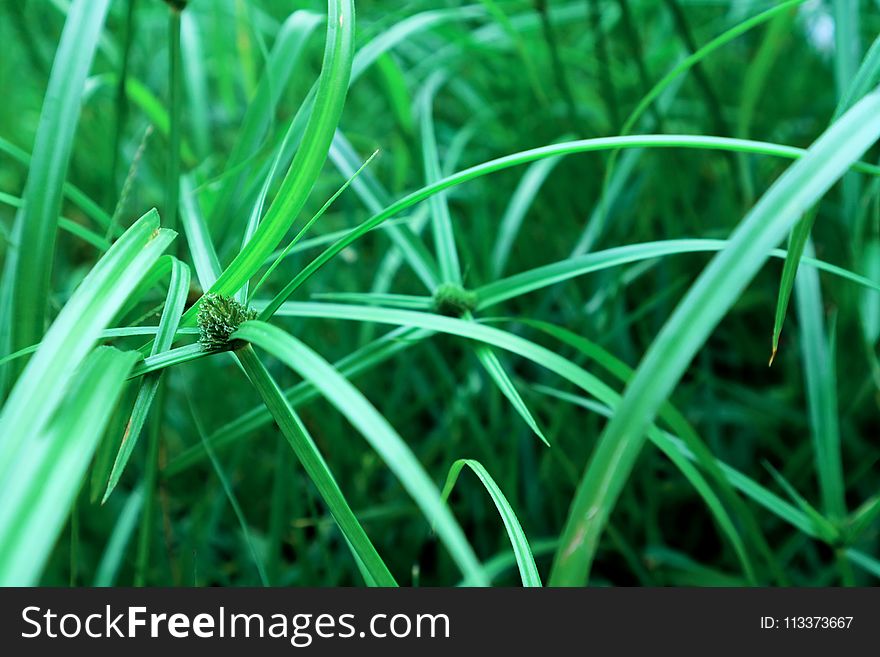 Green, Grass, Vegetation, Grass Family