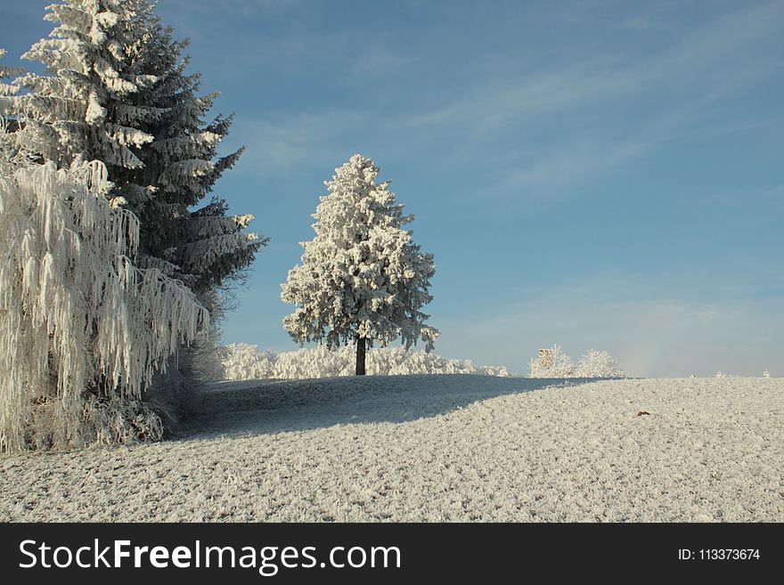 Winter, Frost, Sky, Tree