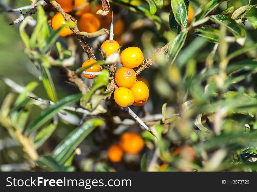 Hippophae, Fruit, Orange, Fruit Tree