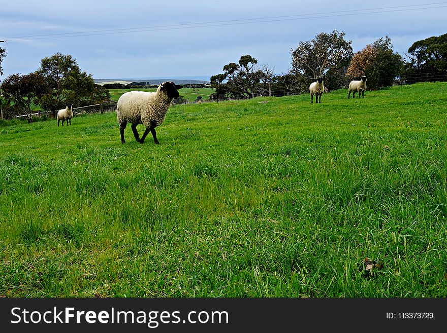 Grassland, Pasture, Grazing, Sheep