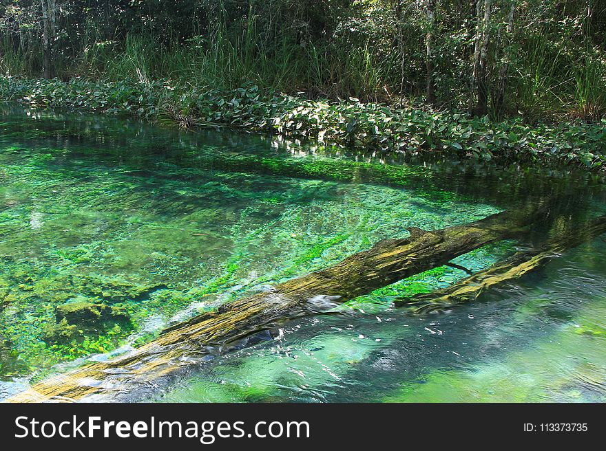 Water, Nature, Vegetation, Nature Reserve