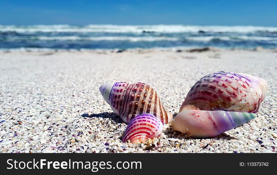 Seashell, Sand, Sea, Cockle