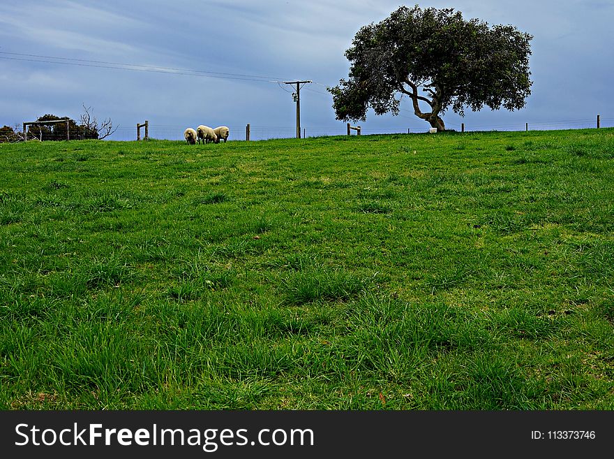 Grassland, Pasture, Green, Ecosystem