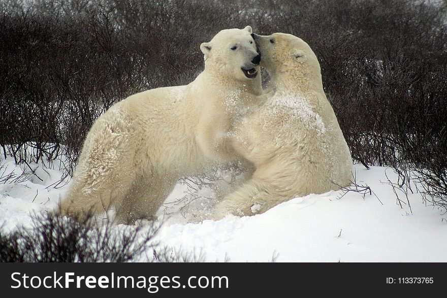 Bear, Polar Bear, Mammal, Terrestrial Animal
