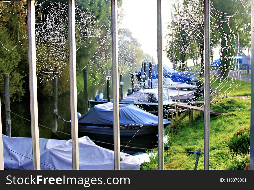 Plant, Tree, Water, Leisure