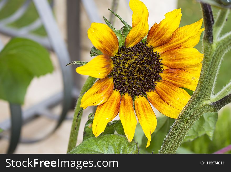 Flower, Sunflower, Yellow, Sunflower Seed