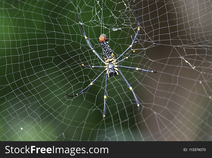 Spider, Arachnid, Spider Web, Invertebrate