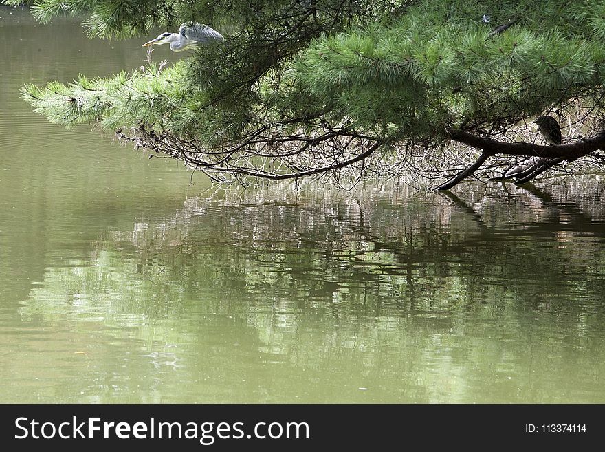 Reflection, Water, Tree, Nature