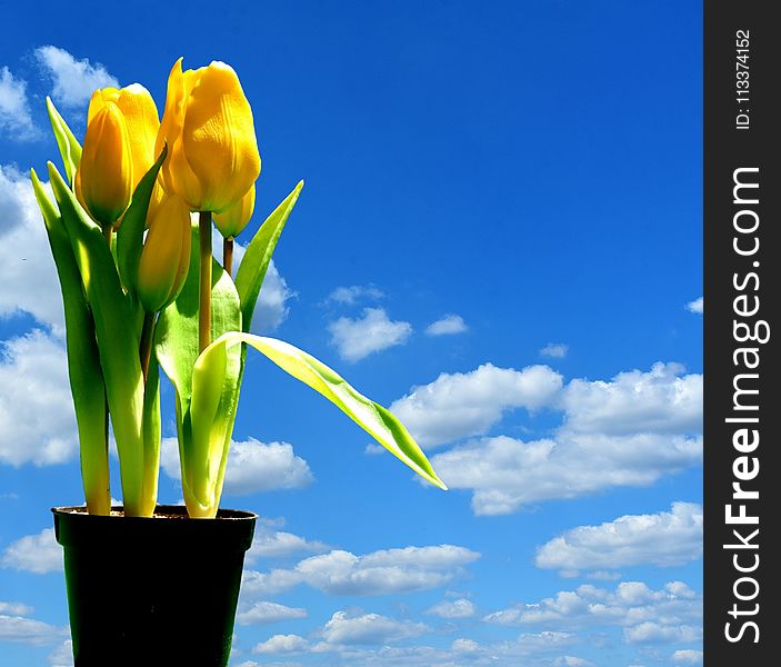 Sky, Blue, Flower, Yellow