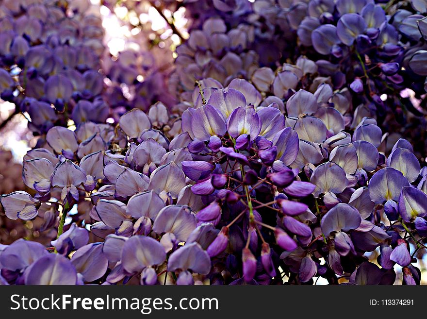 Flower, Purple, Plant, Flora