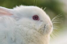 White Rabbit. Easter Bunny Close-up. Stock Images