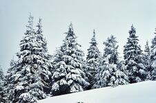 Snow-covered Spruce Trees During Winter Royalty Free Stock Image