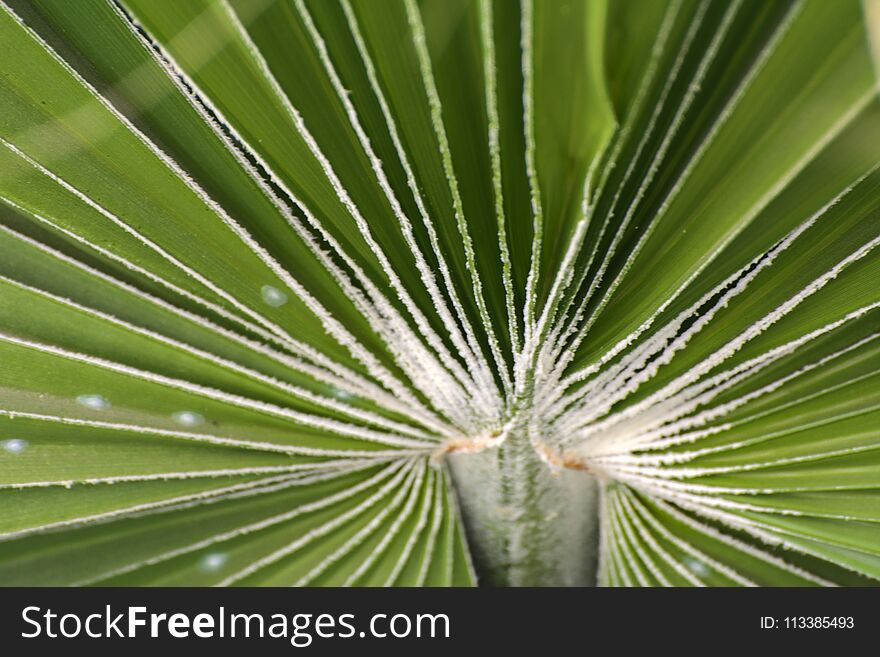 Green leaves of a palm tree spiral with a white middle in the center. Close-up of fragments.