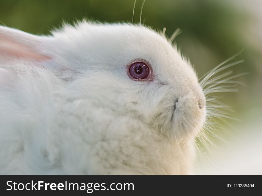 White rabbit. Easter bunny close-up. Extreme close up bunny eye. Happy easter concept.