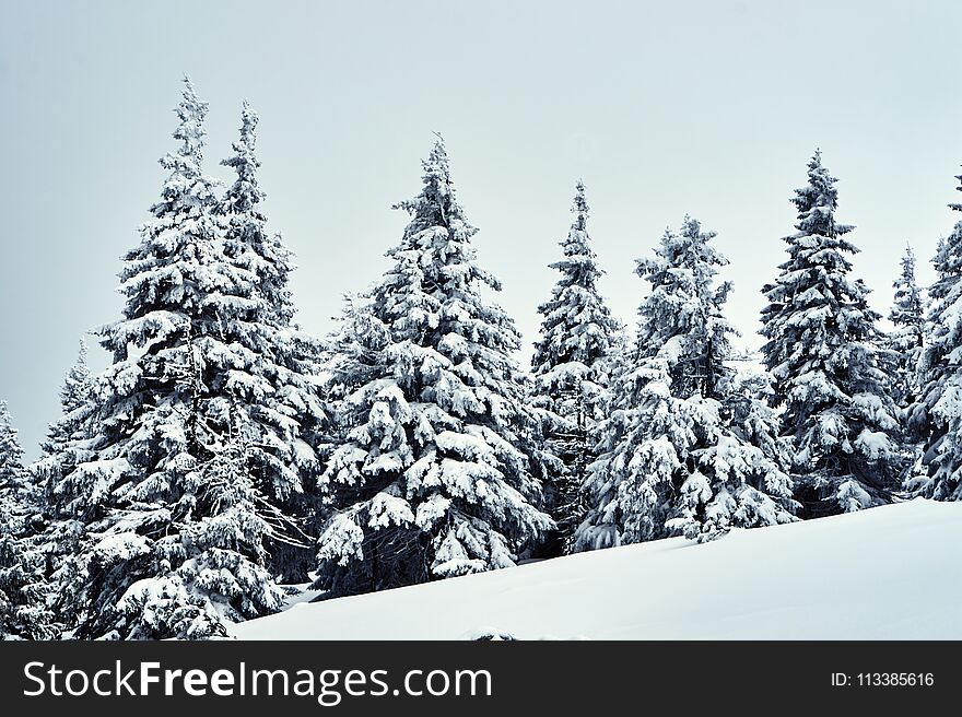 Snow-covered spruce trees during winter in the Giant Mountains in Poland