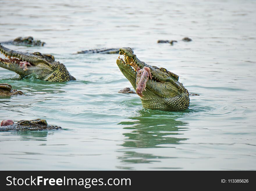 Crocodile In The Farm Is Eating Fresh Food.