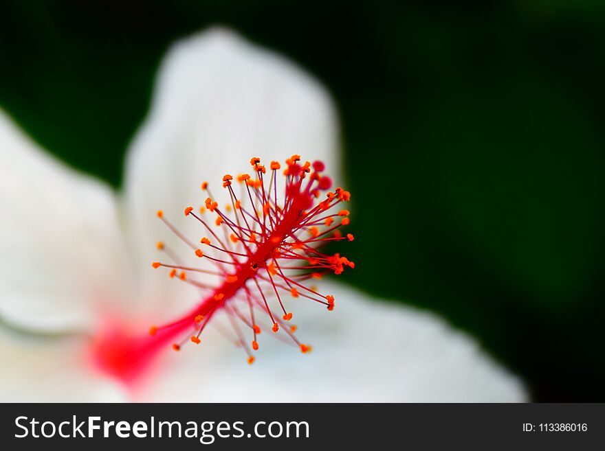 Hibiscus waimeae in Japanese Garden.