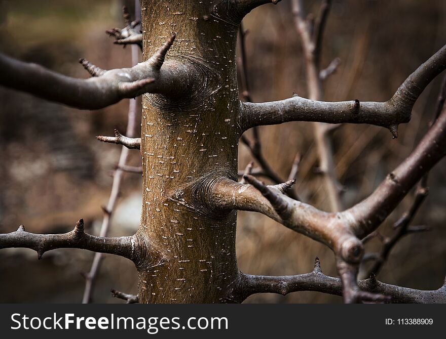 Detail branches on young tree