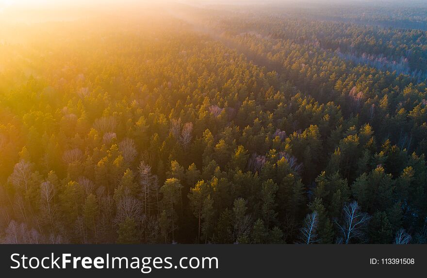 Spring forest from above early in the morning