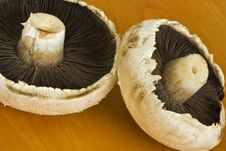 Fresh Mushrooms Stock Photo Fresh Mushrooms Stock Photo