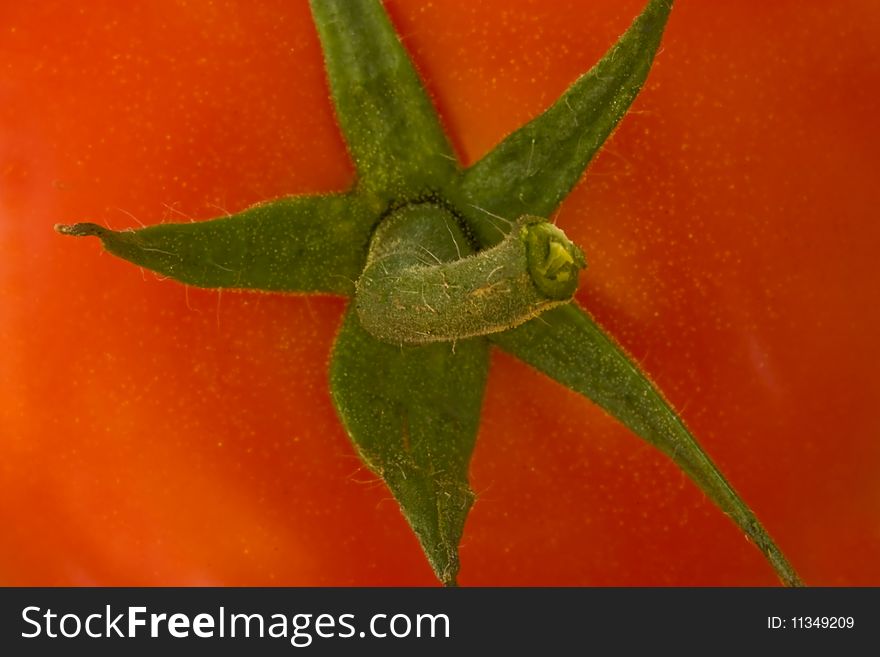 A macro picture of the top of a tomato. A macro picture of the top of a tomato