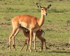 Baby Impala Feeding Stock Photo