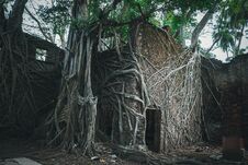 The Ruins Of The Building In The Roots Of The Trees Royalty Free Stock Image