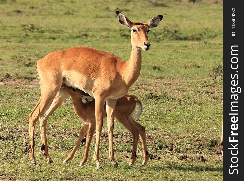 Baby Impala Feeding