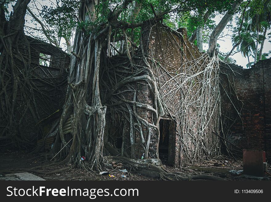 The ruins of the building in the roots of the trees on the Ross Island. Nature destroys the traces of human civilization. Tree horses absorb abandoned houses in the deep jungle