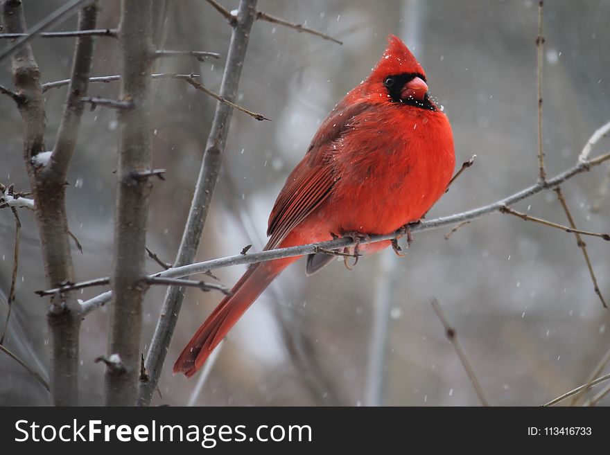 Red Cardinal Bird on Tree Branch