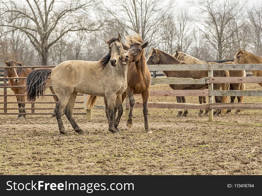 Two Brown Horses Beside Wooden Fencee