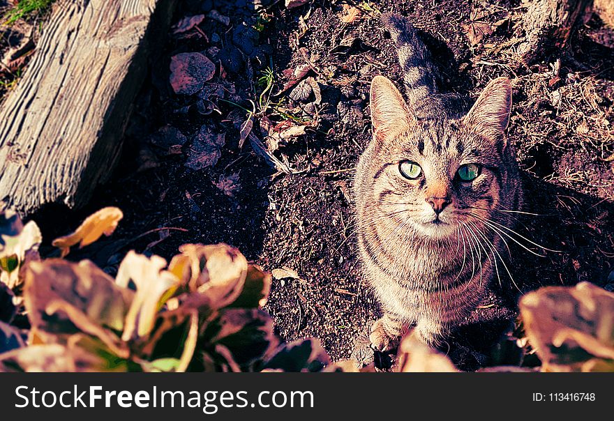 Brown and Gray Tabby Cat