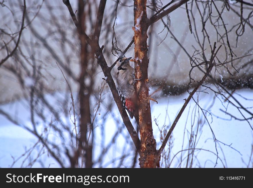 Grey and Orange Bird on a Branch Closeup Photography