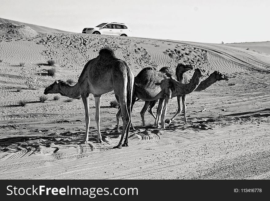 Grey Scale Photography of Three Camels on Desert