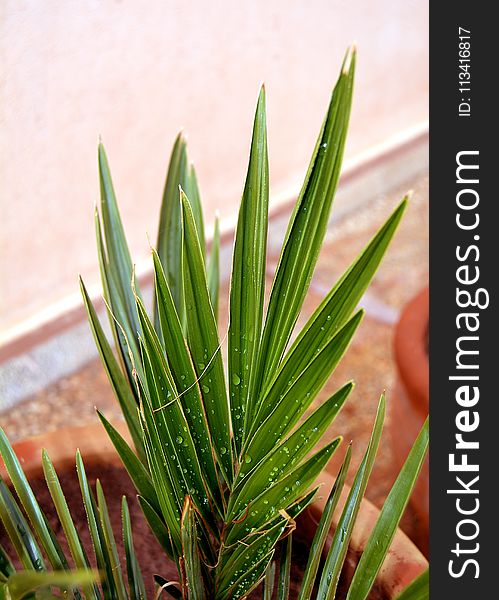 Green Leaf Palm Plant