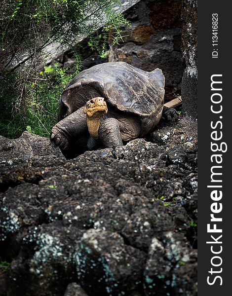 Tortoise on Rock