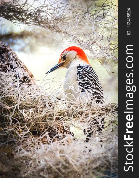 Focus Photography of Northern Flicker