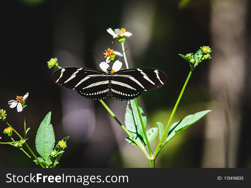 Zebra Longwing Butterfly on Green Leaf Plant