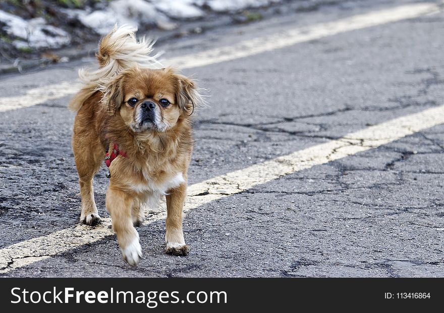 Adult Tan Tibetan Spaniel Standing on Road