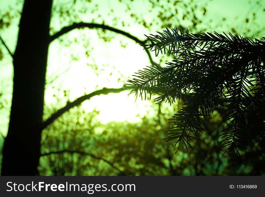 Silhouette of Tree Leaf on Green Background