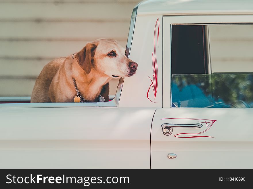 Adult Yellow Labrador Retriever at the Back of Pickup Truck