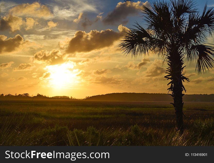 Silhouette Of Tree During Sunset