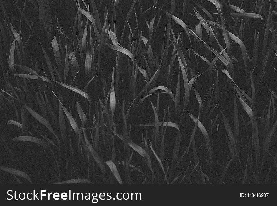 Grayscale Photography of Grass