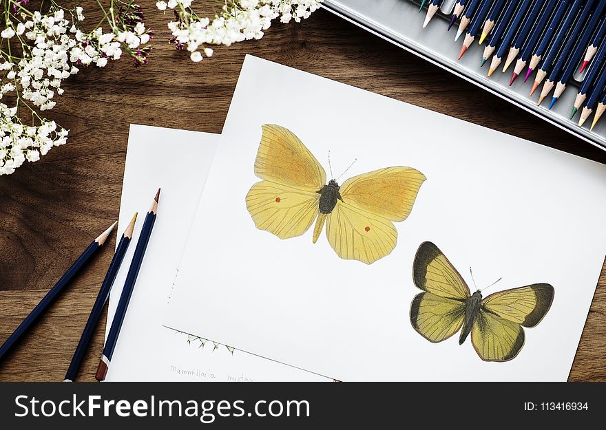 Sketch of Butterflies